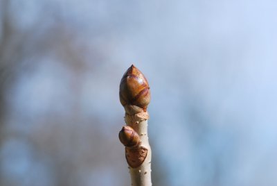Aesculus x carnea - jírovec pleťový - zimní pupen